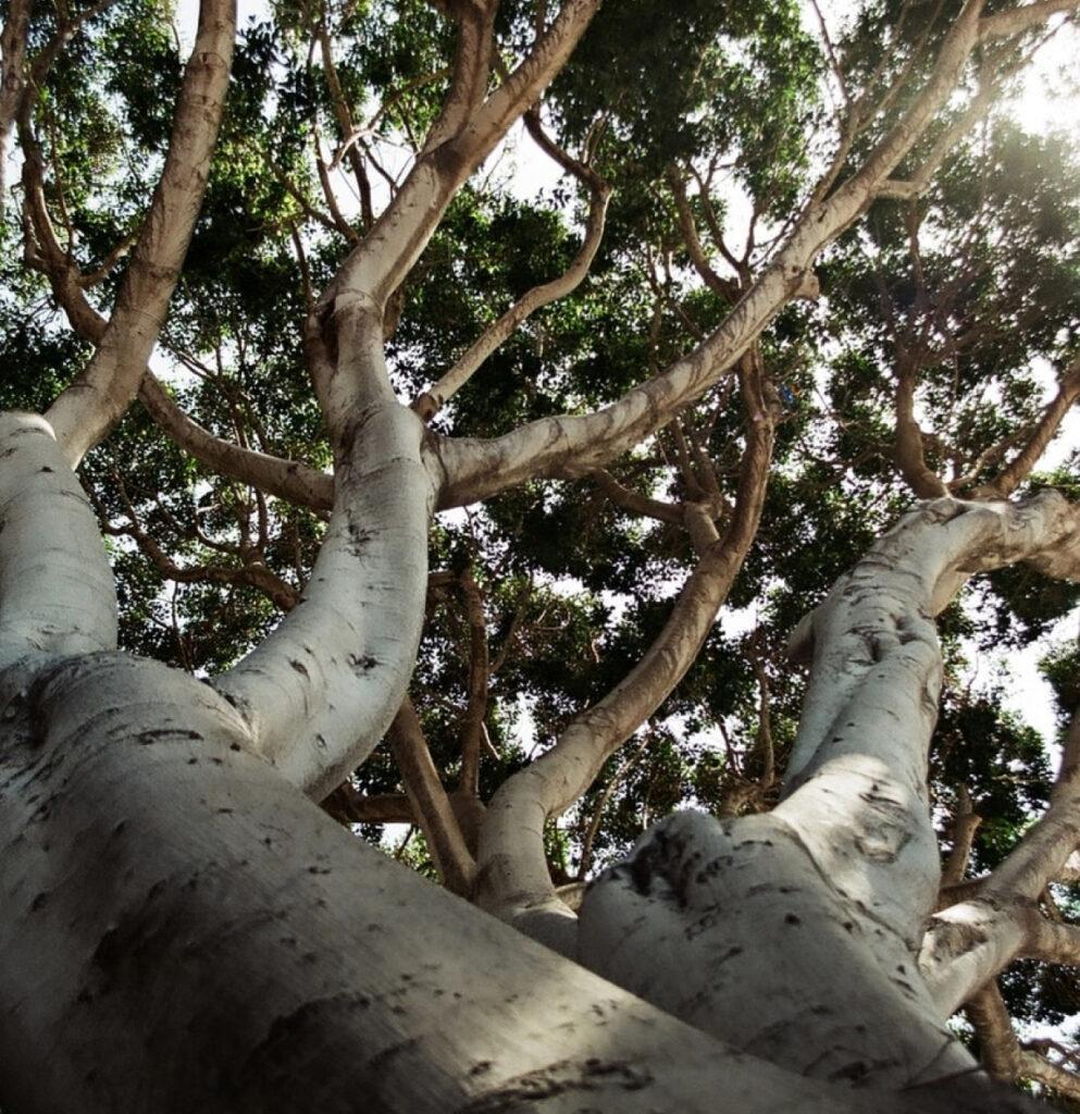 Our commitment to sustainability is embedded in our organisation’s purpose, vision, and shared values. 