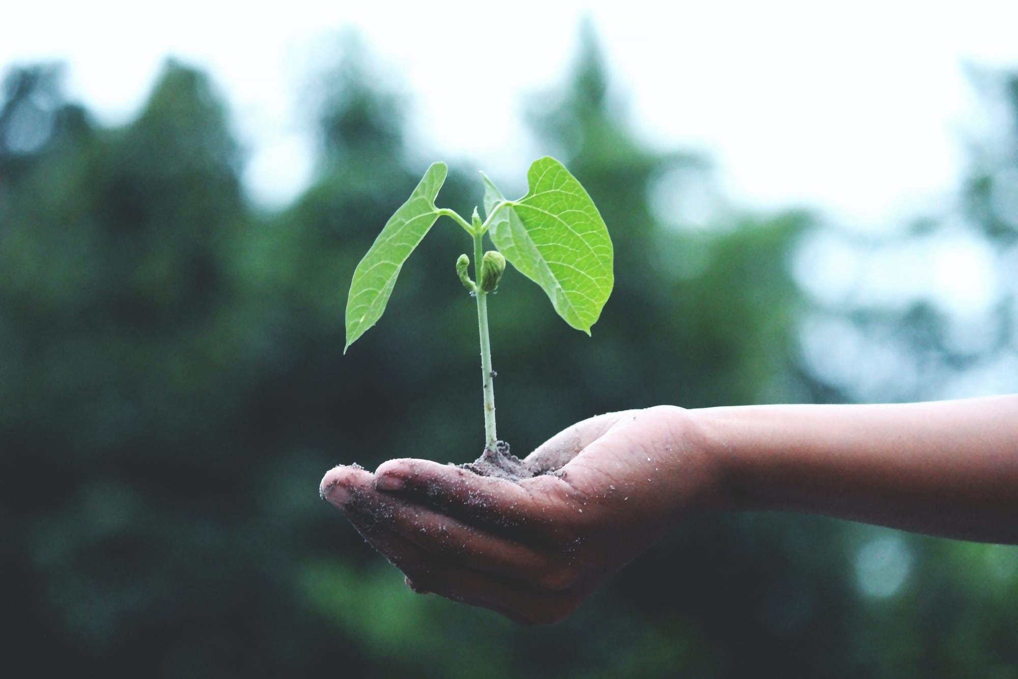 Plant growing on a person's hand