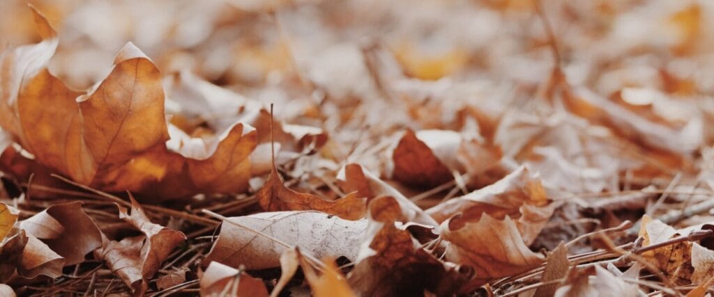 Závozy během státního svátku, 17.listopadu 2025