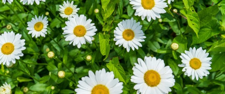 Závozy během státních svátků v květnu 2026